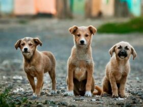 Animal Business Ideas!