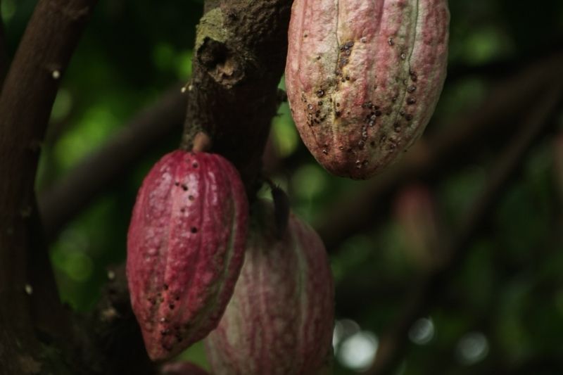 4 Healthy Alternatives to Chocolate #beverlyhills #beverlyhillsmagazine #carob #darkchocolate #healthydiet #healthbenefit #chocolatebutter #chocolate