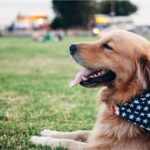 4 Tips for Pet Owners Living in LA with Their Furry Animal #beverlyhills #beverlyhillsmagazine #bevhillsmag #petowners #losangeles #pet-friendlyapartment #pet-friendlybeaches #pet-friendlyparks #luxurylifestyles #bevhillsmag