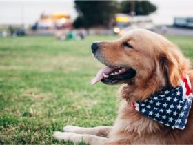 4 Tips for Pet Owners Living in LA with Their Furry Animal #beverlyhills #beverlyhillsmagazine #bevhillsmag #petowners #losangeles #pet-friendlyapartment #pet-friendlybeaches #pet-friendlyparks #luxurylifestyles #bevhillsmag