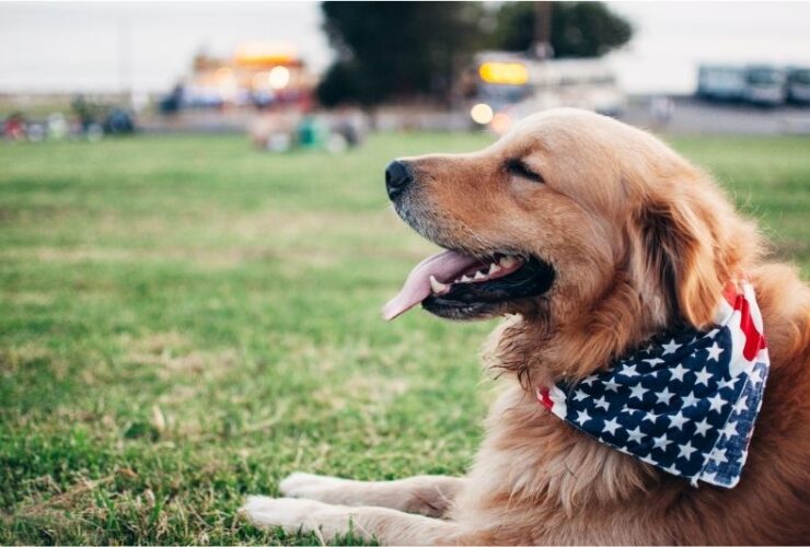 4 Tips for Pet Owners Living in LA with Their Furry Animal #beverlyhills #beverlyhillsmagazine #bevhillsmag #petowners #losangeles #pet-friendlyapartment #pet-friendlybeaches #pet-friendlyparks #luxurylifestyles #bevhillsmag