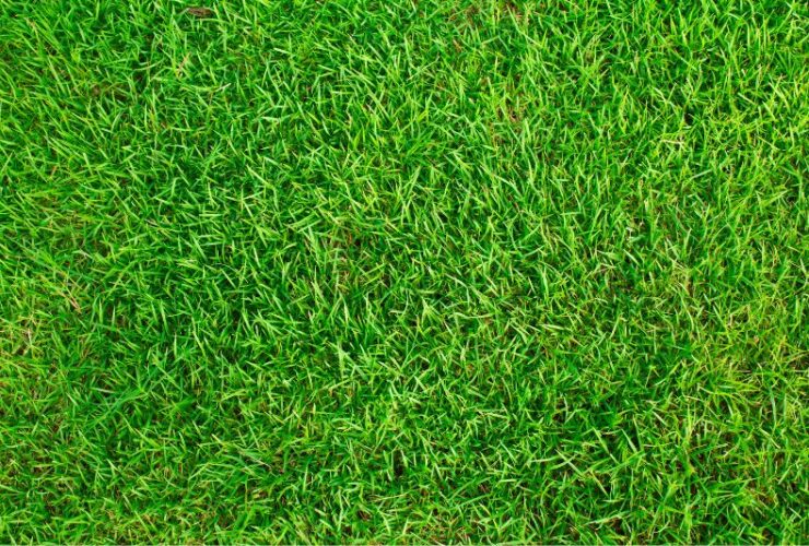 5 Facts You Should Know about Artificial Grass #beverlyhills #beverlyhillsmagazine #artificailgrass #naturalgrass #realgrass #artificiallawn