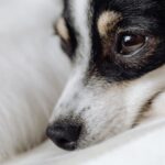 6 Helpful Tips On Providing Help To Your Injured Dog #beverlyhills #beverlyhillsmagazine #injureddog #professionalmedicalhelp #puppies #bevhillsmag