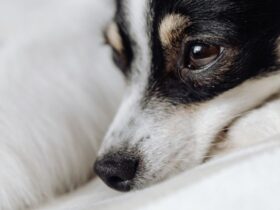 6 Helpful Tips On Providing Help To Your Injured Dog #beverlyhills #beverlyhillsmagazine #injureddog #professionalmedicalhelp #puppies #bevhillsmag