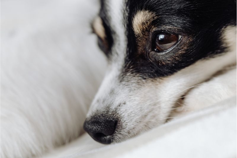 6 Helpful Tips On Providing Help To Your Injured Dog #beverlyhills #beverlyhillsmagazine #injureddog #professionalmedicalhelp #puppies #bevhillsmag