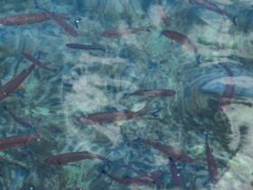 7 Tips to Keep Pond Water Clean #pondwater #cleanyourpond #fishpond #pondskimmer #fishwaste #beverlyhillsmagazine #beverlyhills #beverlyhills