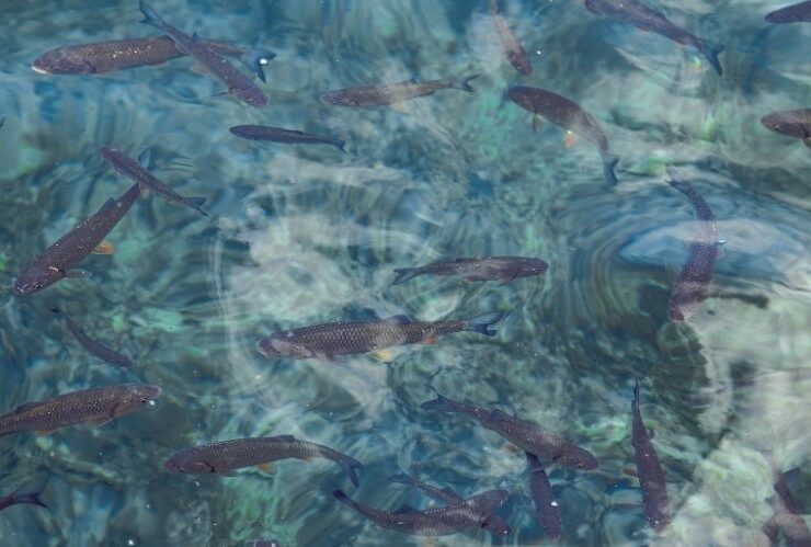 7 Tips to Keep Pond Water Clean #pondwater #cleanyourpond #fishpond #pondskimmer #fishwaste #beverlyhillsmagazine #beverlyhills #beverlyhills