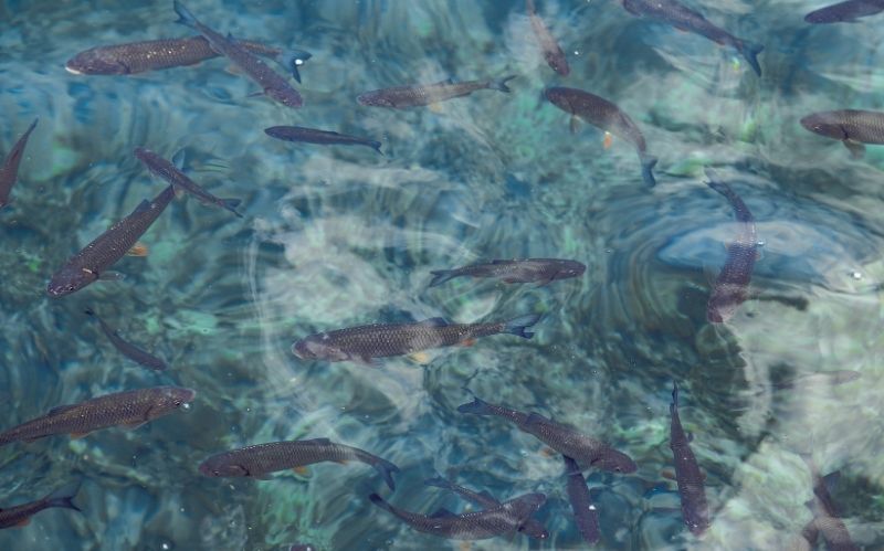 7 Tips to Keep Pond Water Clean #pondwater #cleanyourpond #fishpond #pondskimmer #fishwaste #beverlyhillsmagazine #beverlyhills #beverlyhills