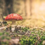 All You Should Know About Amanita Muscaria Mushrooms #beverlyhills #beverlyhillsmagazine #mushroom #relieveanxiety #organicfood #amanitamuscaria