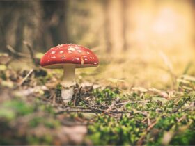 All You Should Know About Amanita Muscaria Mushrooms #beverlyhills #beverlyhillsmagazine #mushroom #relieveanxiety #organicfood #amanitamuscaria