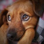 Anxiety in Dogs and 5 Most Impressive Ways to Treat It #beverlyhills #beverlyhillsmagazine #bevhillsmag #petdog #anxietyindogs #happydog #anxiousdog #musictherapy #massageyourdog #dogowners