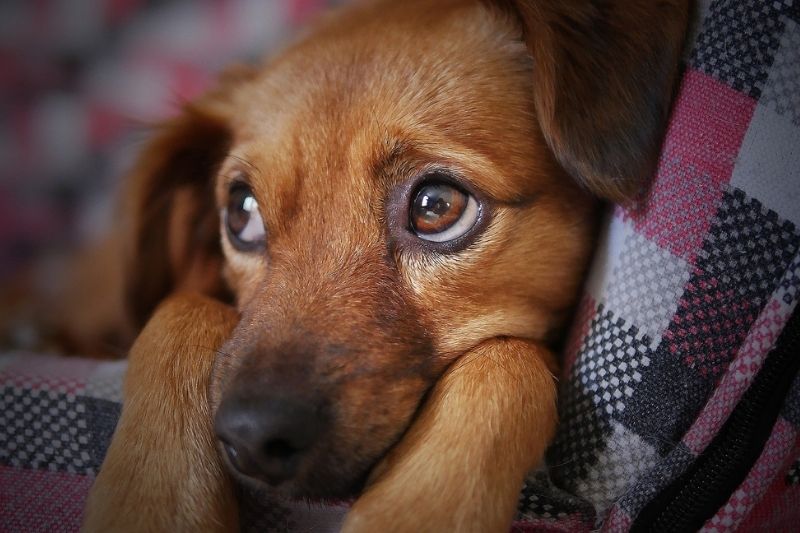 Anxiety in Dogs and 5 Most Impressive Ways to Treat It #beverlyhills #beverlyhillsmagazine #bevhillsmag #petdog #anxietyindogs #happydog #anxiousdog #musictherapy #massageyourdog #dogowners