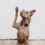 Clearing Up Common Misconceptions About Service Dogs and Their Handlers #service dogs