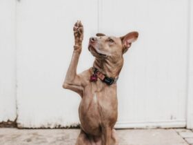 Clearing Up Common Misconceptions About Service Dogs and Their Handlers #service dogs