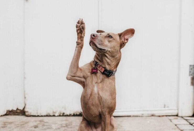 Clearing Up Common Misconceptions About Service Dogs and Their Handlers #service dogs