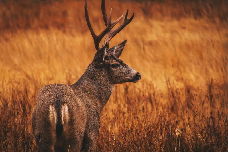 Deer Hunting vs. Elk Hunting: Differences Explained #beverlyhills #beverlyhillsmagazine #elkhunting #deerhunting #challengofhunting #huntingtips