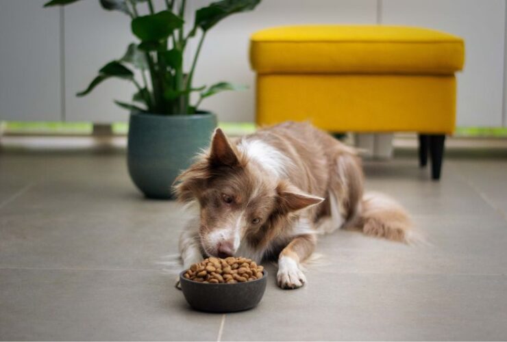 Dog Food for Active Dogs: What to Look For? #beverlyhills #beverlyhillsmagazine #dogfood #dogownership #activedog #typeofdogfood #proteinsource