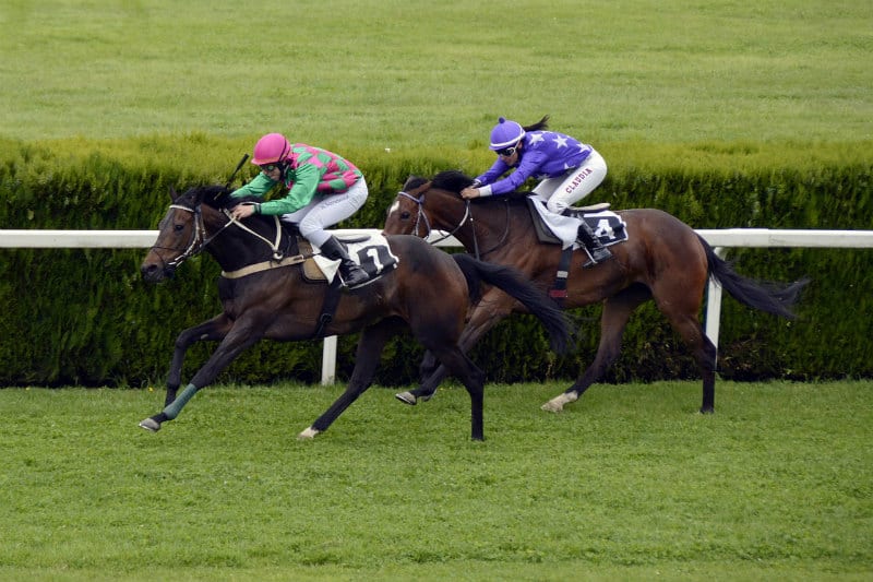 How does muscle composition of horses make them suitable for racing? #horses #horseracing #raceseason #beverlyhills #beverlyhillsmagazine #bevhillsmag