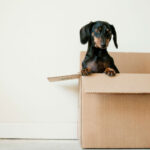 Dachshund dog in moving box