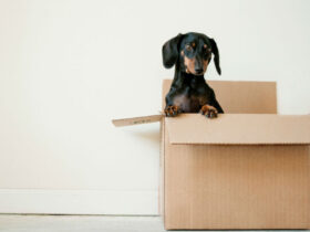 Dachshund dog in moving box