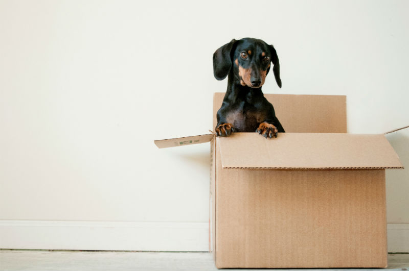 Dachshund dog in moving box