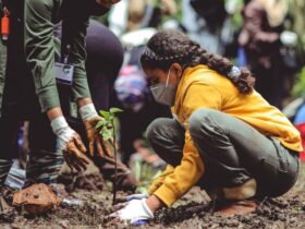 How To Get Started With Memorial Tree Planting #beverlyhills #beverlyhillsmagazine #memorialtreeplanting #reforestation #meaningfulgesture