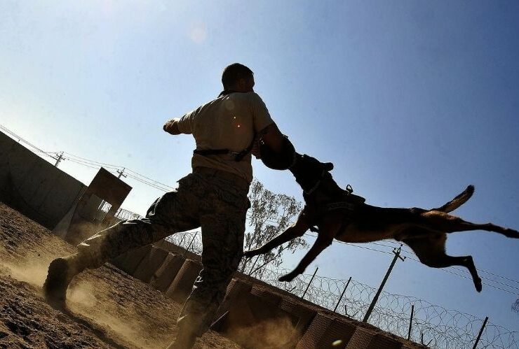 How To Handle Dog Injury Legal Cases #injury #dog #injurycases #doginjurylegalcases #dogbites #hirealawyer #seekmedicalattention #accidents #compensation #beverlyhills #beverlyhillsmagazine #doginjurycases