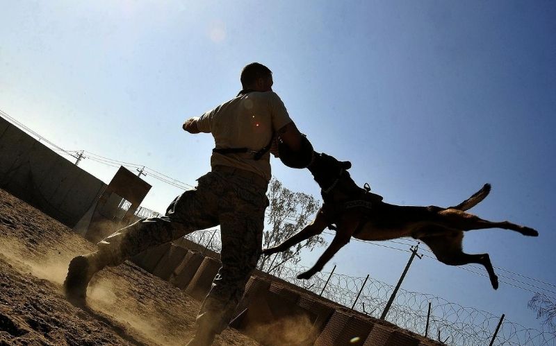 How To Handle Dog Injury Legal Cases #injury #dog #injurycases #doginjurylegalcases #dogbites #hirealawyer #seekmedicalattention #accidents #compensation #beverlyhills #beverlyhillsmagazine #doginjurycases