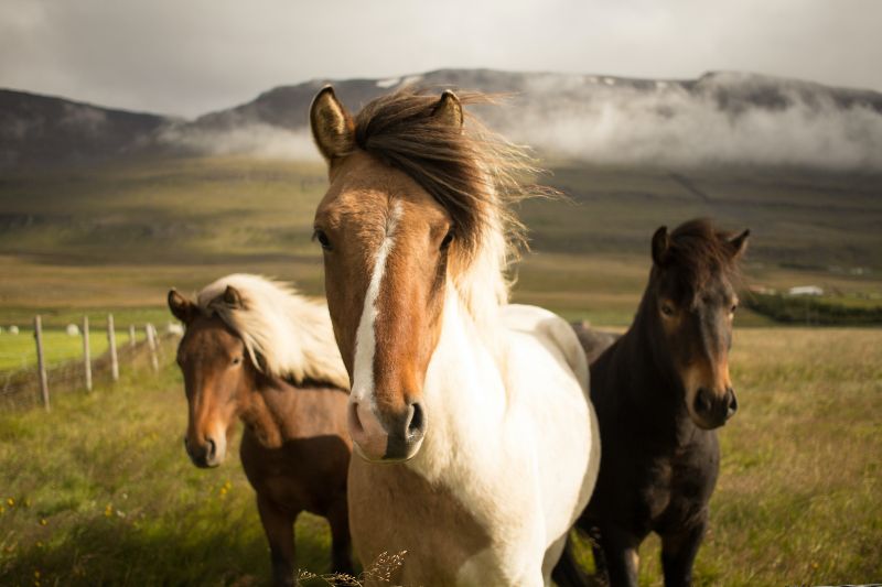 How To Properly Take Care Of Your Pet Horse #beverlyhills #beverlyhillsmagazine #healthliving #pethorse #healthyhorse #takecareofyourhorse #ridingahorse