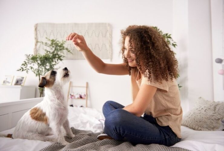 How To Start Your Lab Puppy Training #beverlyhillsmagazine #beverlyhills #bevhillsmag #labpuppytraining #trainyourpuppy #takingcareofyourpuppy