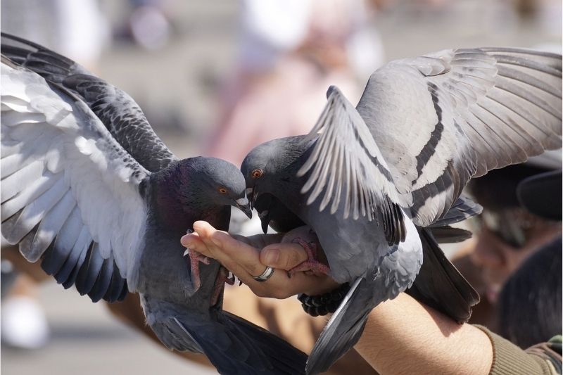 How do Industrial Nets Work Against Pigeons? #pigeons #attractivebirds #beverlyhills #beverlyhillsmagazine #industrialnets #propertyowner #pigeonpopulation #paramagnetbuildings #birds #bevhillsmag