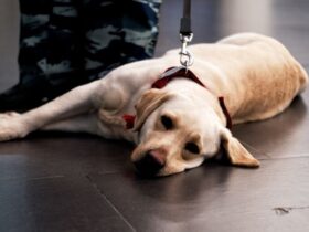 How to Certify Your Animal for Emotional Support Therapy #emotional support therapy
