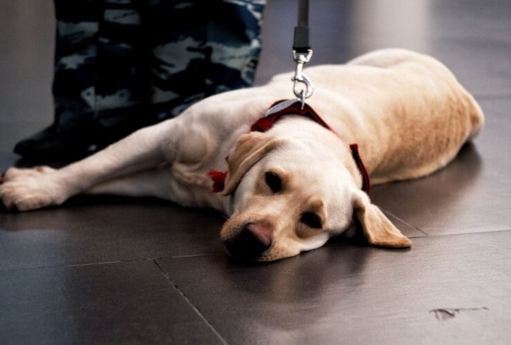 How to Certify Your Animal for Emotional Support Therapy #emotional support therapy