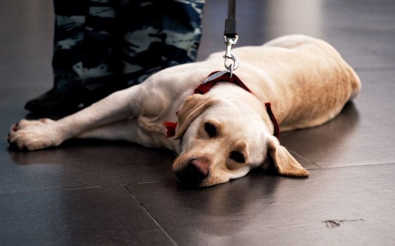How to Certify Your Animal for Emotional Support Therapy #emotional support therapy