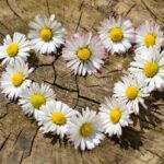 How to Choose the Right Type of Flower to Give #beverlyhills #beverlyhillsmagazine #bevhillsmag #giftingflowers #floweretiquettes #flowergiftingetiquettes #simplegift #celebratemilestone