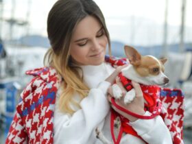 Beverly Hills Magazine How to house train a Chihuahua