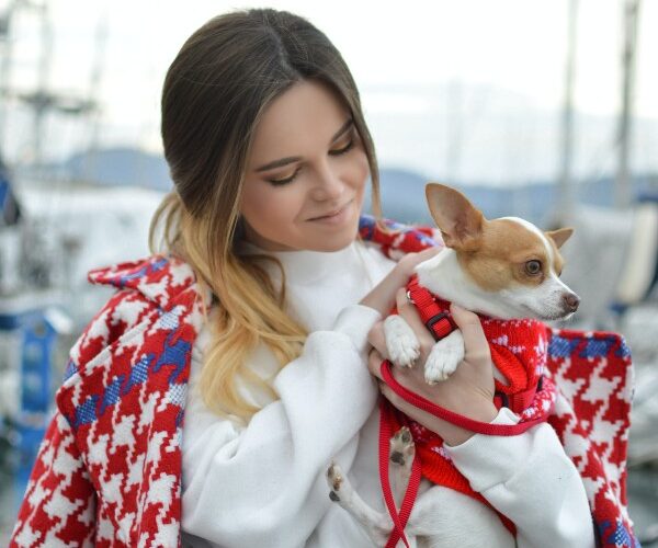 Beverly Hills Magazine How to house train a Chihuahua