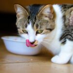 Is Your Pet Getting All the Necessary Nutrients? Here’s How to Find Out #beverlyhills #beverlyhillsmagazine #pet #petowner #signsofnutritionaldeficiencies #preventhealthissues #necessarynutrients #monitorpetseatinghabits