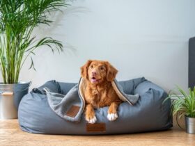 Items That Ensure Your Dog Is Doing Well When Not Around #beverlyhills #beverlyhillsmagazine #bevhillsmag #dog #keepyourdogsafe #makesureyourdogishappy #kennel #automaticdogfeeder #buyingtoys