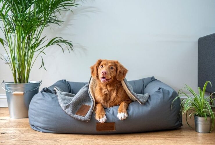 Items That Ensure Your Dog Is Doing Well When Not Around #beverlyhills #beverlyhillsmagazine #bevhillsmag #dog #keepyourdogsafe #makesureyourdogishappy #kennel #automaticdogfeeder #buyingtoys