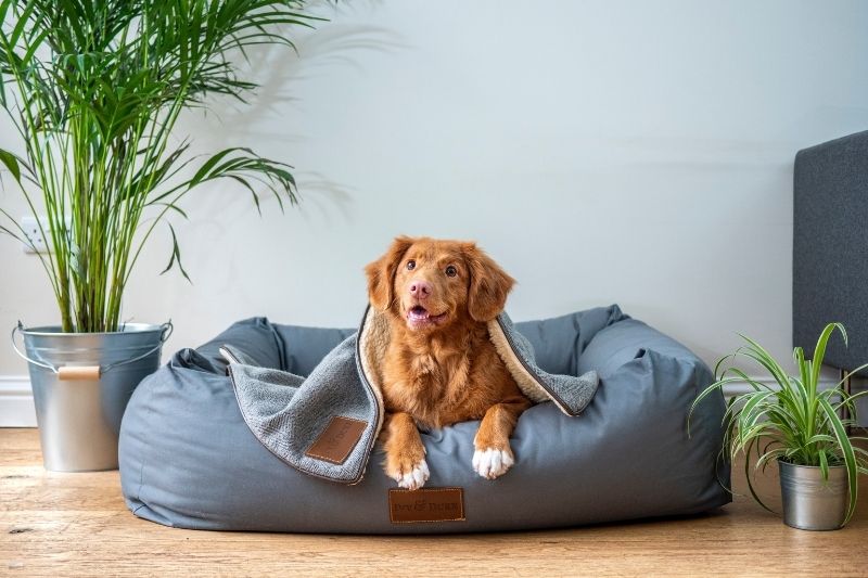 Items That Ensure Your Dog Is Doing Well When Not Around #beverlyhills #beverlyhillsmagazine #bevhillsmag #dog #keepyourdogsafe #makesureyourdogishappy #kennel #automaticdogfeeder #buyingtoys