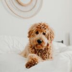 Learn How To Take Care Of Your Goldendoodles #beverlyhills #beverlyhillsmagazine #bevhillsmag #godendoodles #adorablebreeds #dogbreed #bevhillsamag