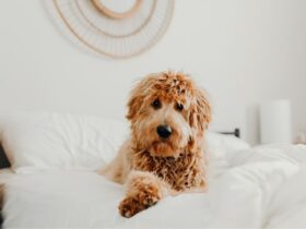Learn How To Take Care Of Your Goldendoodles #beverlyhills #beverlyhillsmagazine #bevhillsmag #godendoodles #adorablebreeds #dogbreed #bevhillsamag