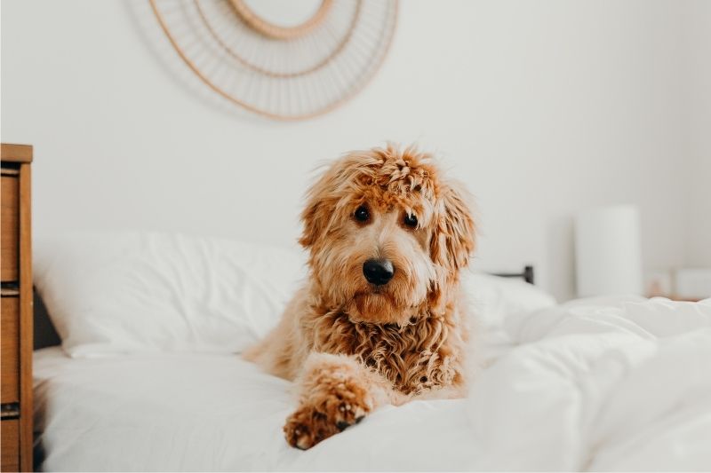 Learn How To Take Care Of Your Goldendoodles #beverlyhills #beverlyhillsmagazine #bevhillsmag #godendoodles #adorablebreeds #dogbreed #bevhillsamag