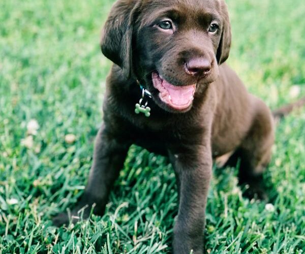 Leaving Your Dog Home Alone for the First Time? Five Tips #beverlyhills #beverlyhillsmagazine #puppy #dog #leaveyourpuppyalone