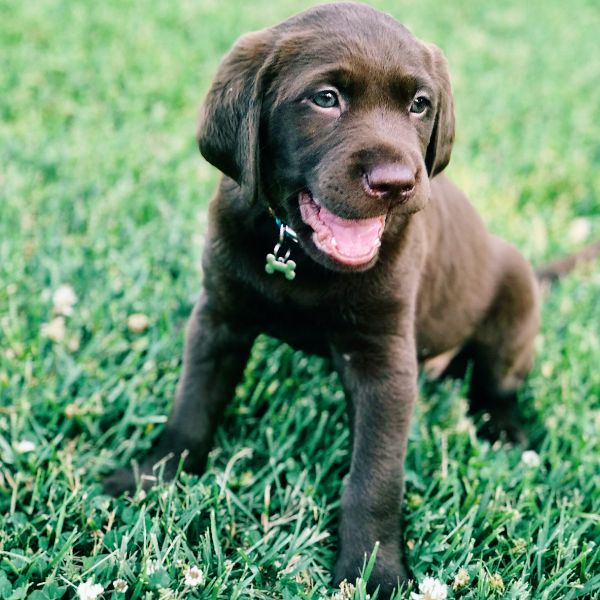 Leaving Your Dog Home Alone for the First Time? Five Tips #beverlyhills #beverlyhillsmagazine #puppy #dog #leaveyourpuppyalone