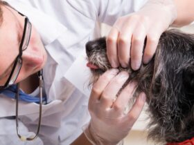 Maintaining Your Pet's Health: A Comprehensive Guide to Routine Care #beverlyhills #beverlyhillsmagazine #pet'shealth #insurancemarketplace #routinecarechecks #heartdiseases