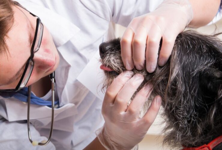 Maintaining Your Pet's Health: A Comprehensive Guide to Routine Care #beverlyhills #beverlyhillsmagazine #pet'shealth #insurancemarketplace #routinecarechecks #heartdiseases