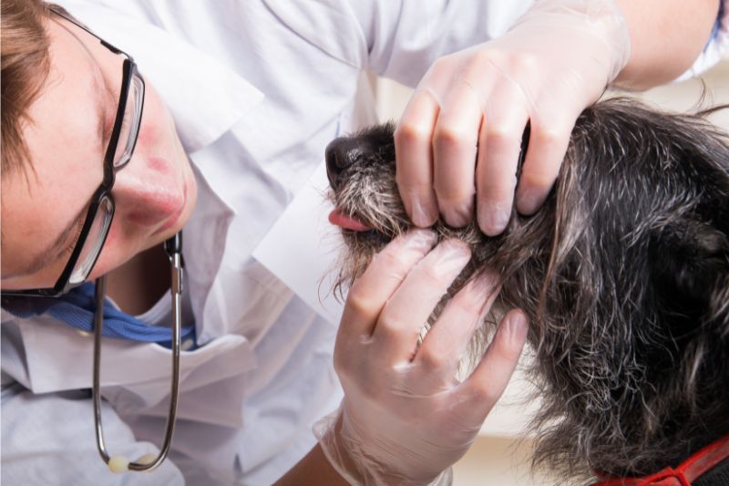 Maintaining Your Pet's Health: A Comprehensive Guide to Routine Care #beverlyhills #beverlyhillsmagazine #pet'shealth #insurancemarketplace #routinecarechecks #heartdiseases