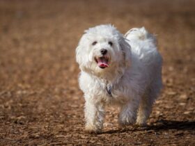 Maltese Puppies for Sale in Brooklyn History and Characteristics #beverlyhills #beverlyhillsmagazine #maltesepuppies #energeticdogs #loyalandgentlecompanion #toydogbreed